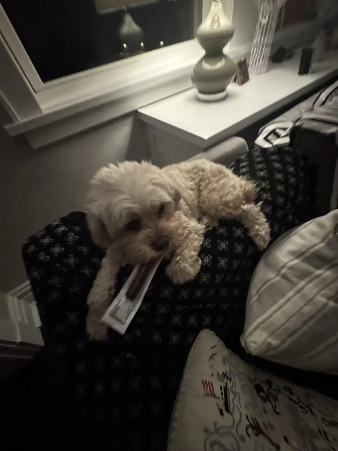 Rosie the Cavapoo dog