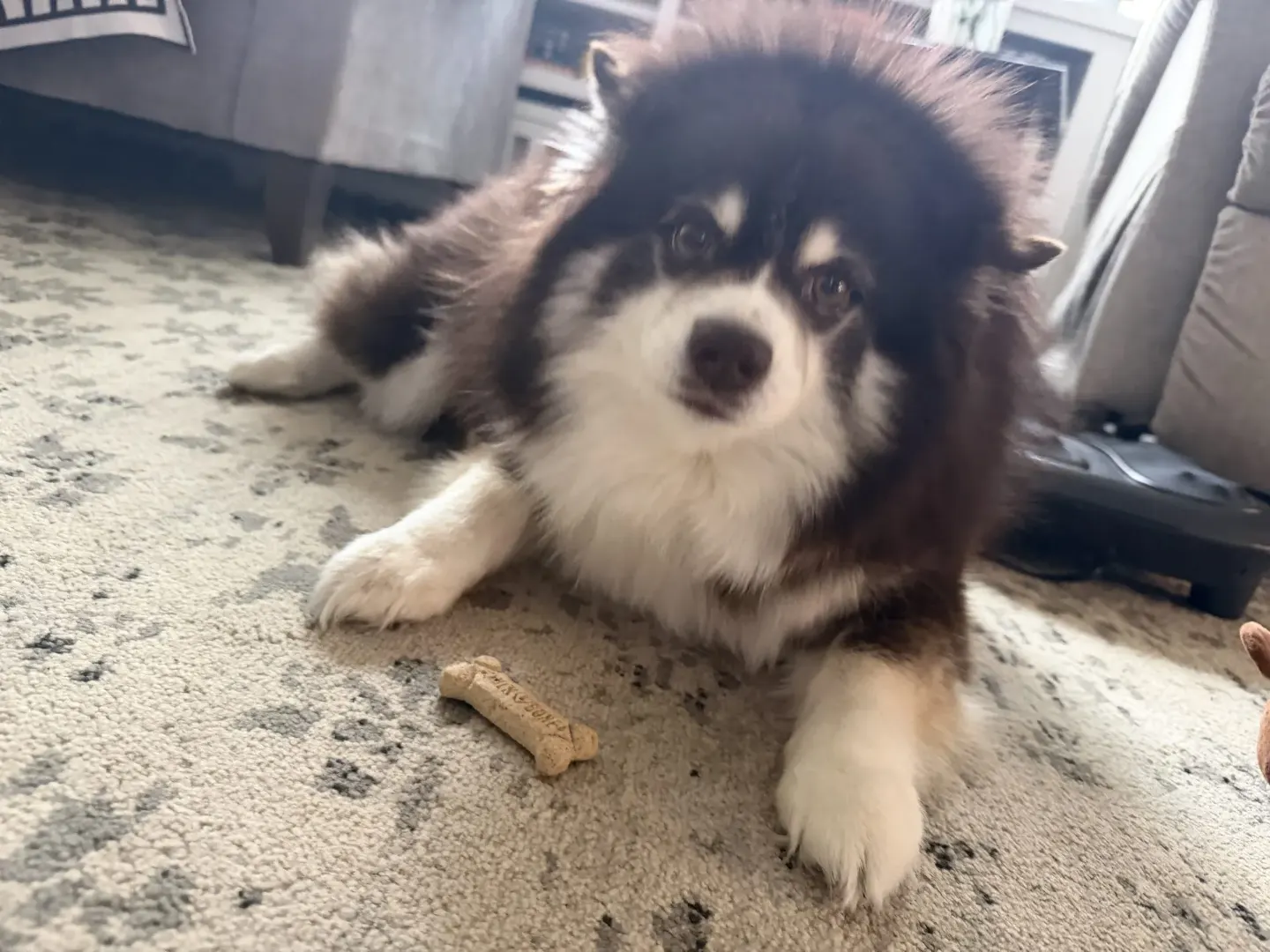 Roxie the Pomsky dog
