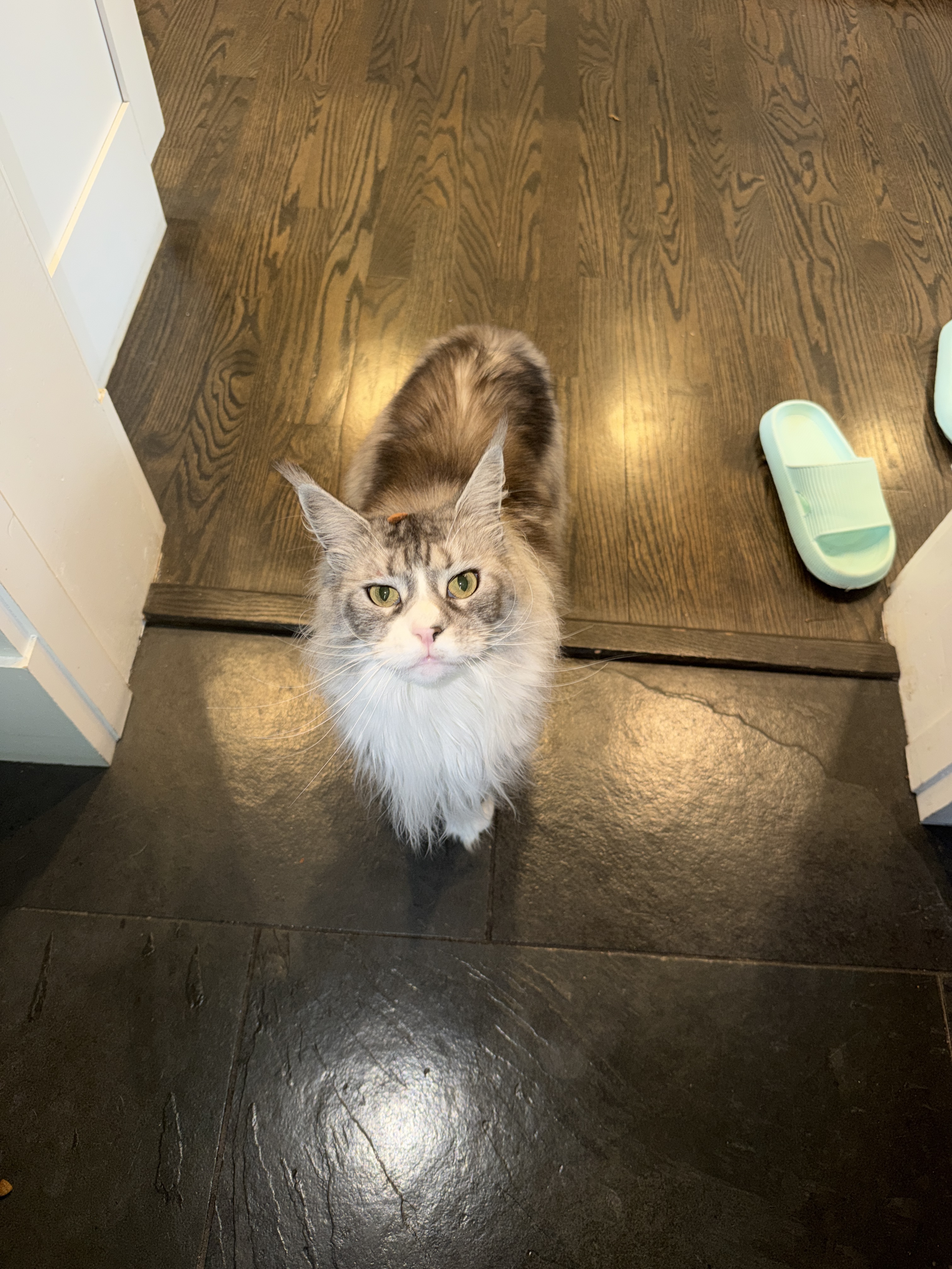 Willow the Maine Coon cat