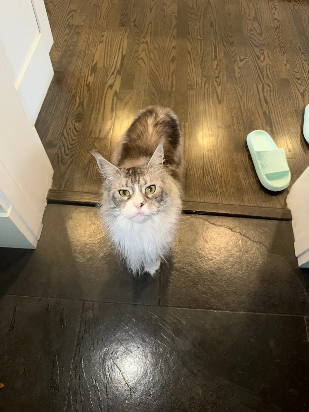 Willow the Maine Coon cat